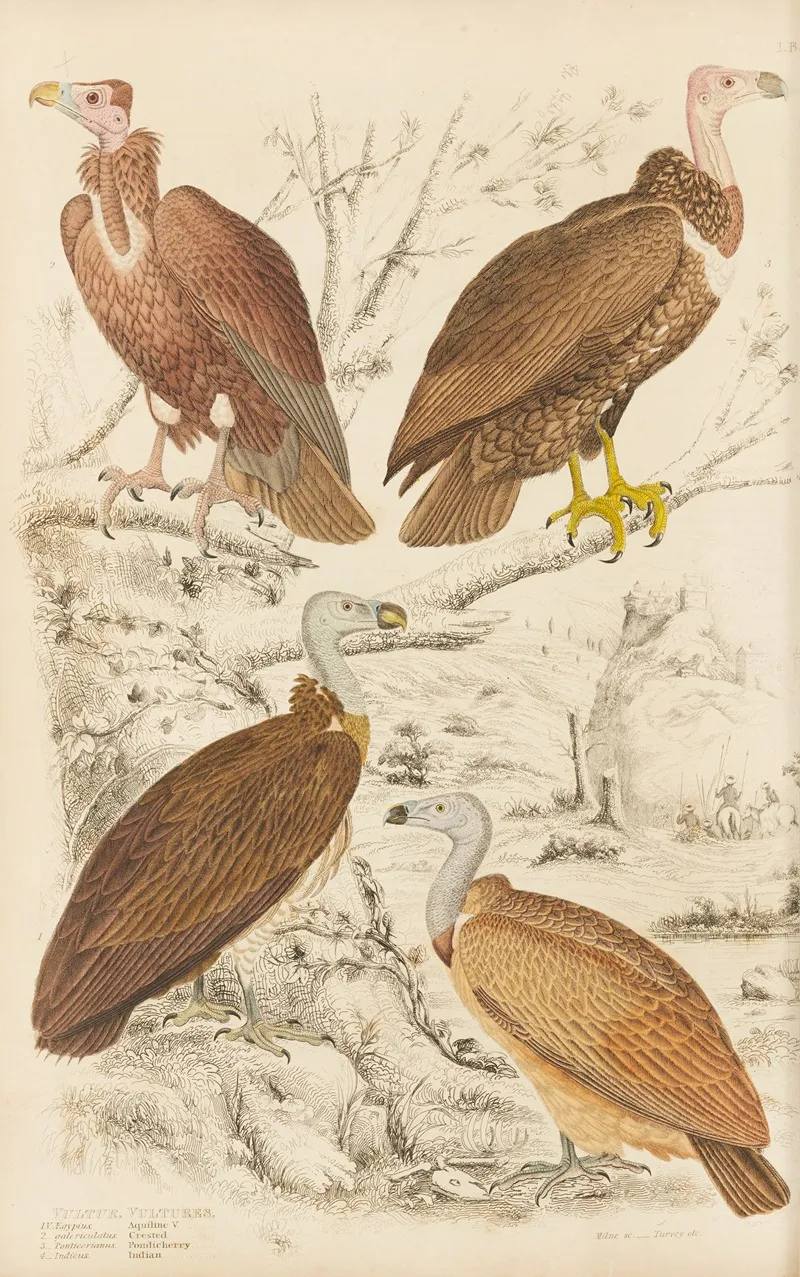 Vultures Wall Art by William MacGillivray - High-Resolution Digital Print