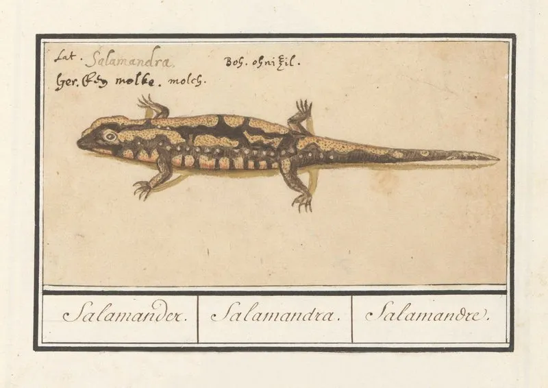 Vuursalamander Salamandra Salamandra Salamander Salamandra Salamandre Wall Art by Anselmus Boëtius de Boodt - High-Resolution Digital Print