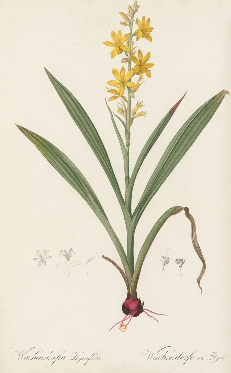Wachendorfia Thyrsiflora Wall Art by Pierre Joseph Redouté - High-Resolution Digital Print