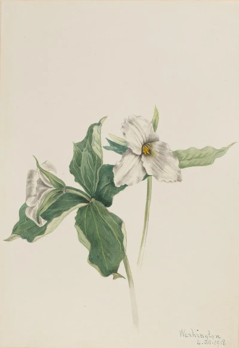 Wake Robin Trillium Grandiflorum