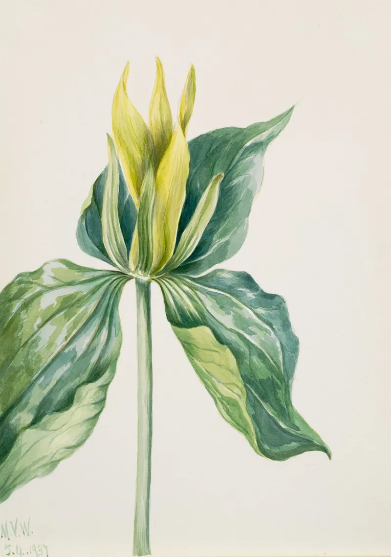 Wake Robin Trillium Underwoodii