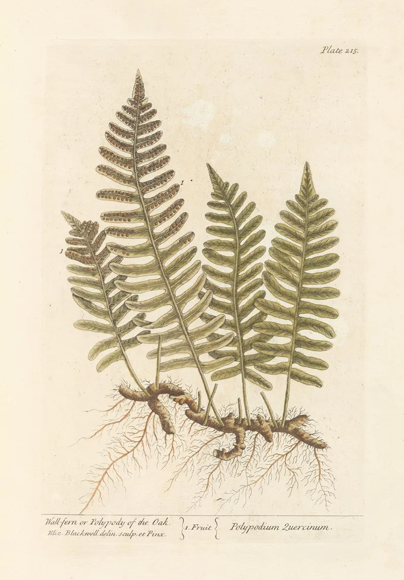 Wall Fern Or Polypody Of The Oak Wall Art by Elizabeth Blackwell - High-Resolution Digital Print