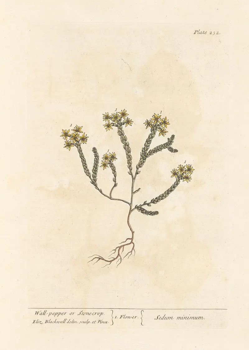 Wall Pepper Or Stonecrop Wall Art by Elizabeth Blackwell - High-Resolution Digital Print