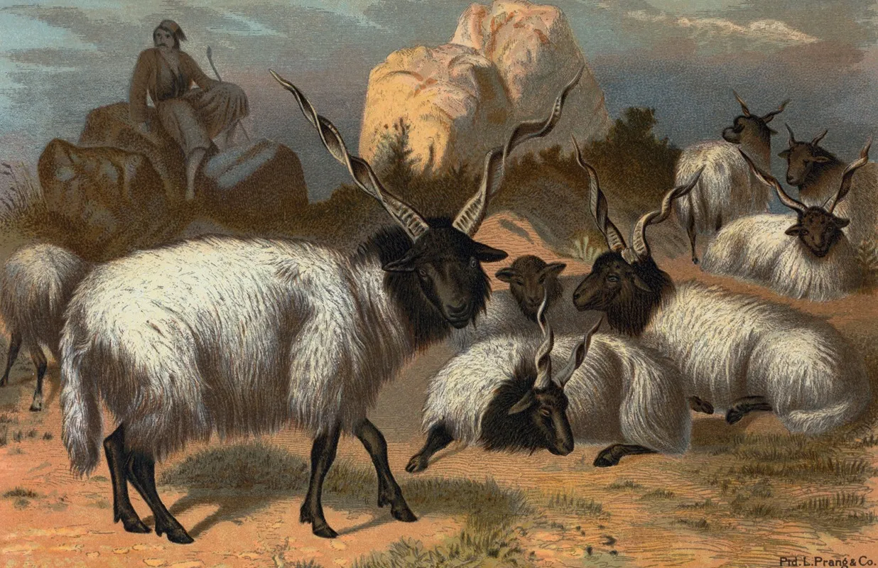 Wallachian Sheep Wall Art by John George Wood - High-Resolution Digital Print