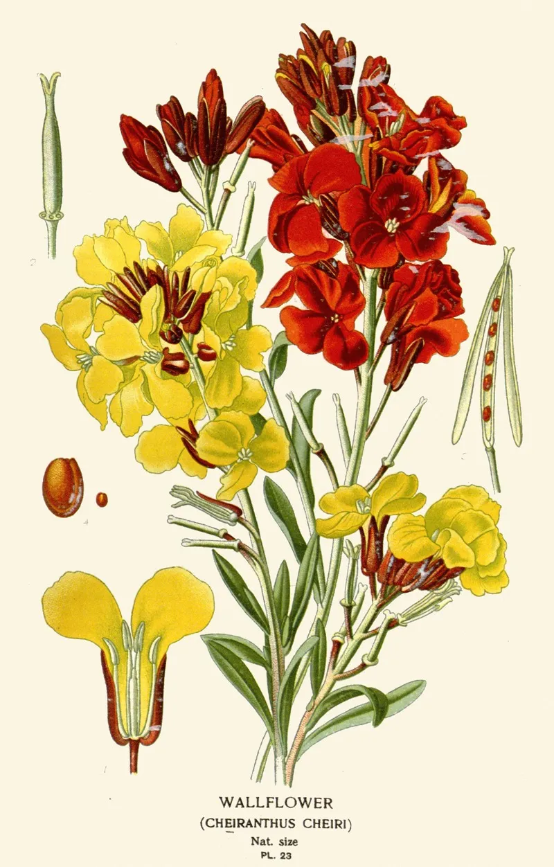 Wallflower Wall Art by Edward Step - High-Resolution Digital Print