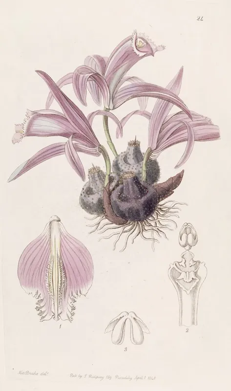 Wallichs Caelogyne Wall Art by Sydenham Edwards - High-Resolution Digital Print