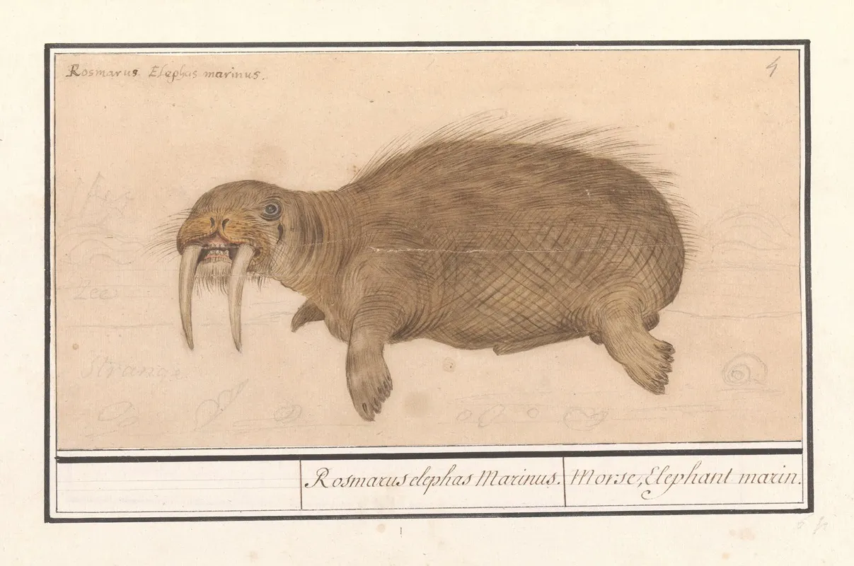 Walrus Odobenus Rosmarus Rosmarcus Elephas Marinus Morse Elephant Marin Wall Art by Anselmus Boëtius de Boodt - High-Resolution Digital Print