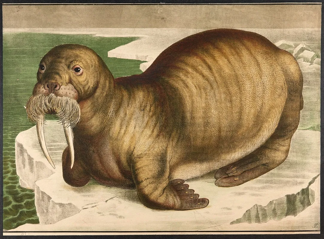Walrus Wall Art by Emil Sachsse - High-Resolution Digital Print