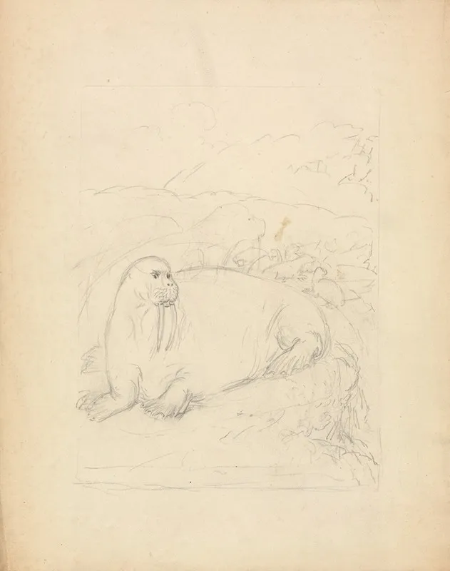 Walruses On Cliffs
