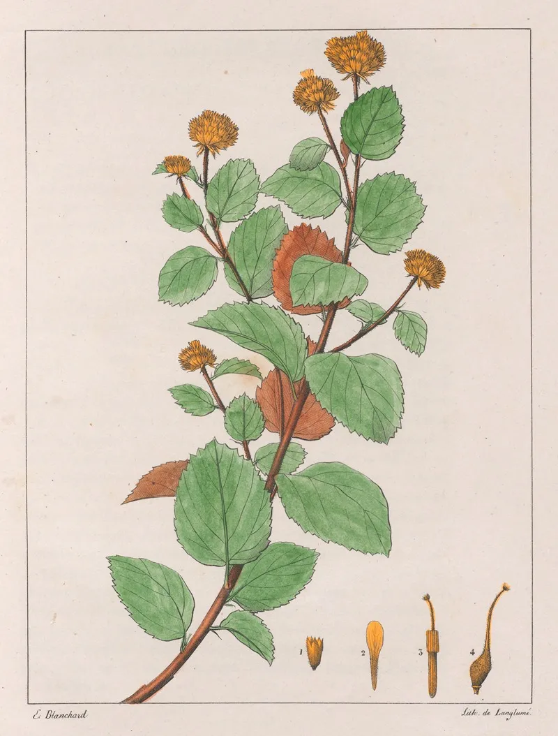 Waltheria Douradinha Wall Art by Auguste de Saint-Hilaire - High-Resolution Digital Print