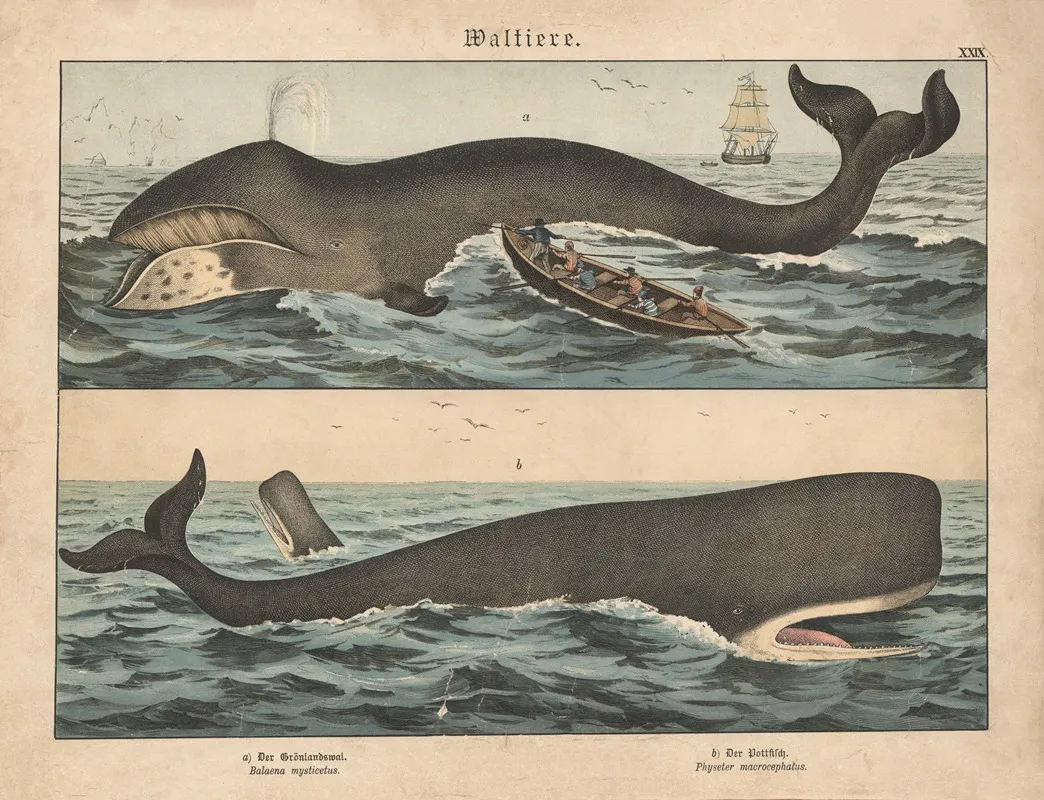 Waltiere A Der Gronlandswal B Der Pottfisch Wall Art by Gotthilf Heinrich von Schubert - High-Resolution Digital Print