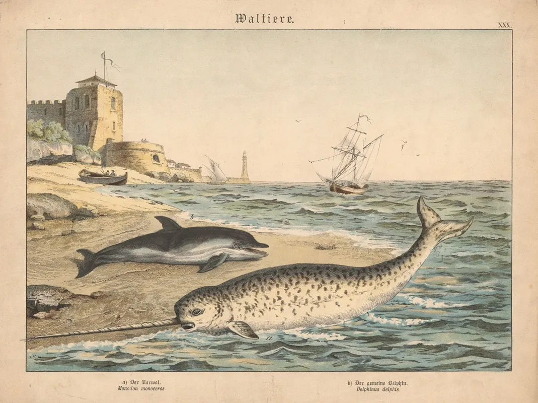 Waltiere A Der Narwal B Der Gemeine Delphin Wall Art by Gotthilf Heinrich von Schubert - High-Resolution Digital Print