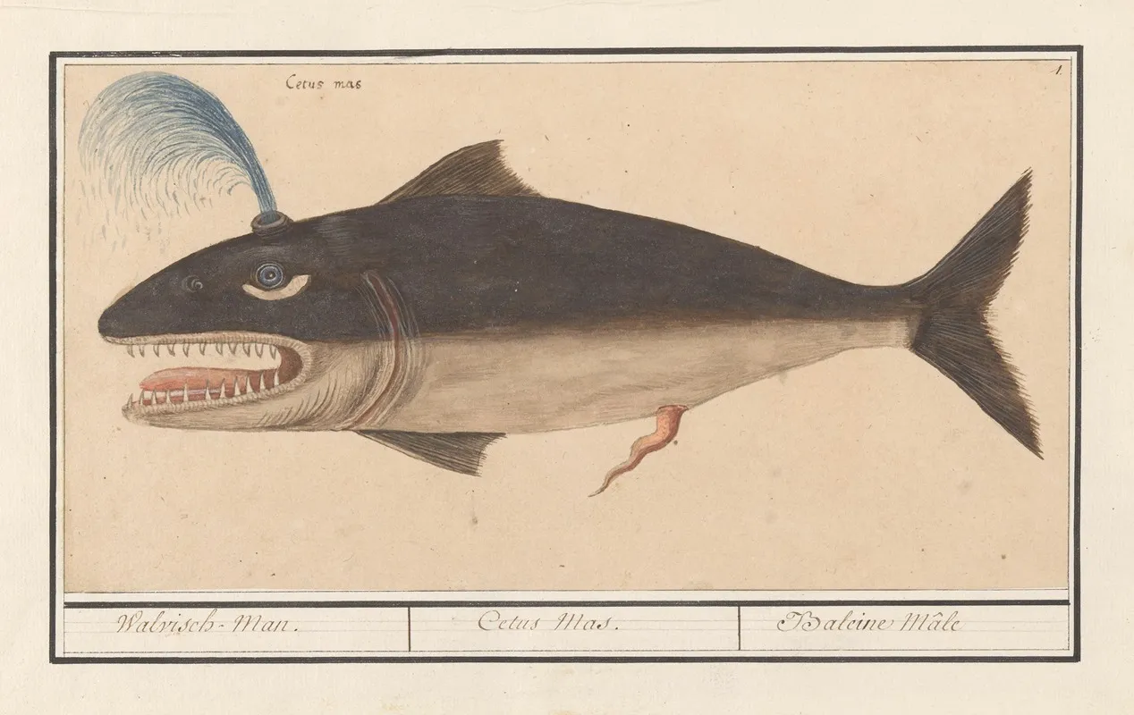 Walvis Cetus Walvisch Man Cetus Mas Baleine Male Wall Art by Anselmus Boëtius de Boodt - High-Resolution Digital Print