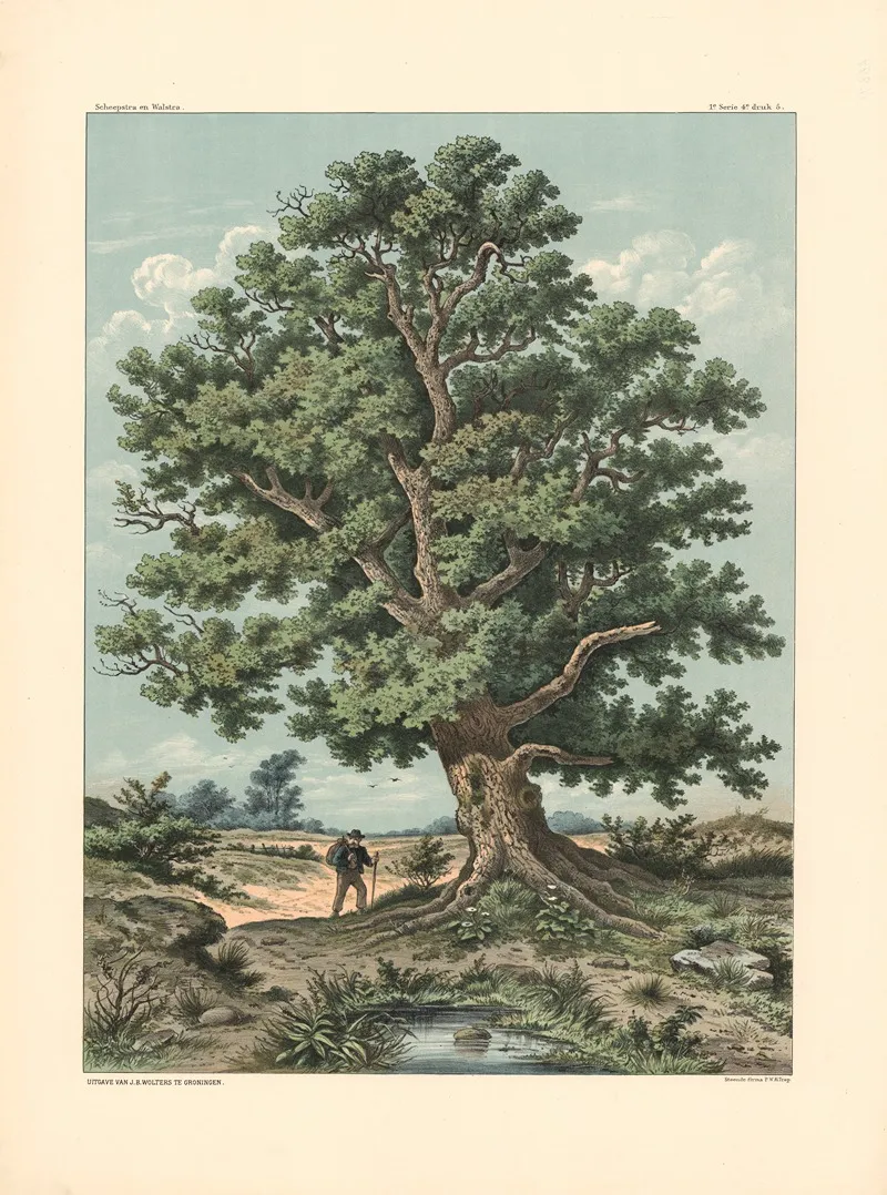 Wanderer Under An Oak Tree