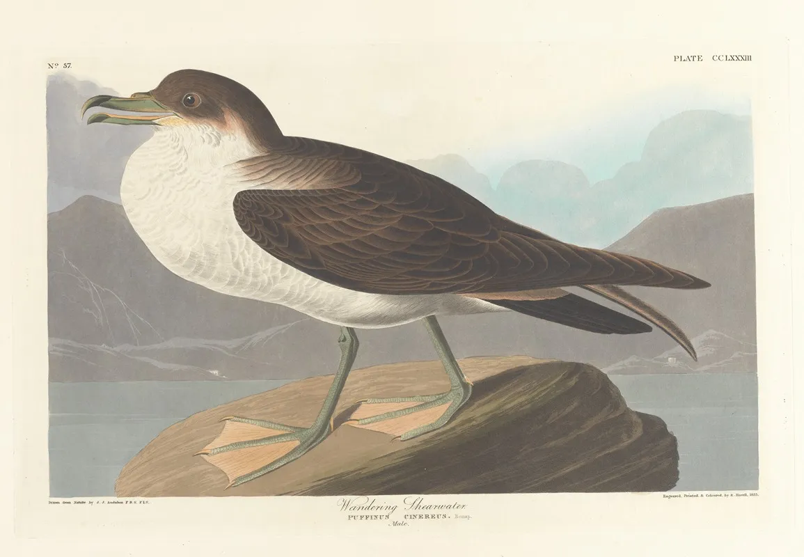 Wandering Shearwater Wall Art by John James Audubon - High-Resolution Digital Print