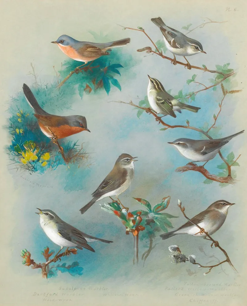 Warbler And Wrens Wall Art by Archibald Thorburn - High-Resolution Digital Print