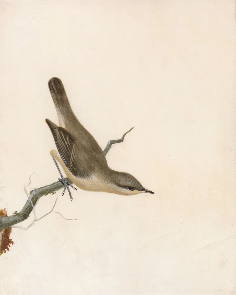Warbler Reed Wren Wall Art by William Lewin - High-Resolution Digital Print