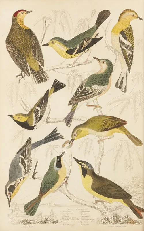 Warblers Wall Art by William MacGillivray - High-Resolution Digital Print