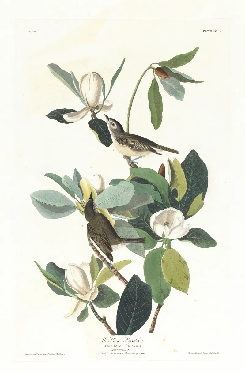 Warbling Flycatcher Wall Art by John James Audubon - High-Resolution Digital Print