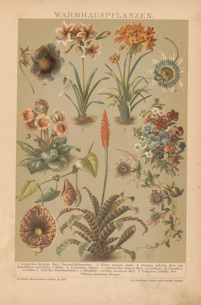 Warmhauspflanzen Wall Art by F.A. Brockhaus - High-Resolution Digital Print