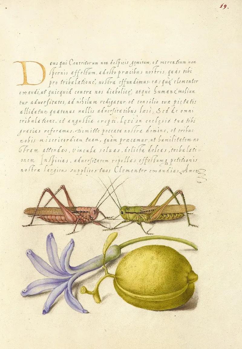 Wart Biter Grasshopper Hyacinth And Almond