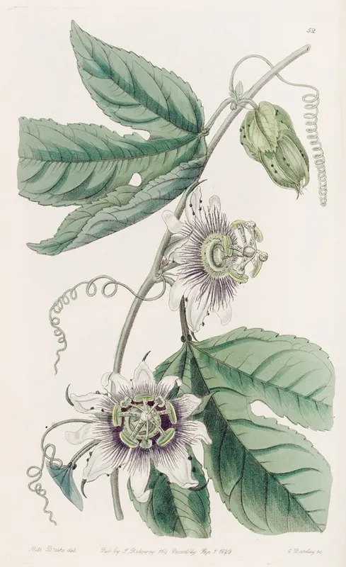 Warted Passion Flower Wall Art by Sydenham Edwards - High-Resolution Digital Print
