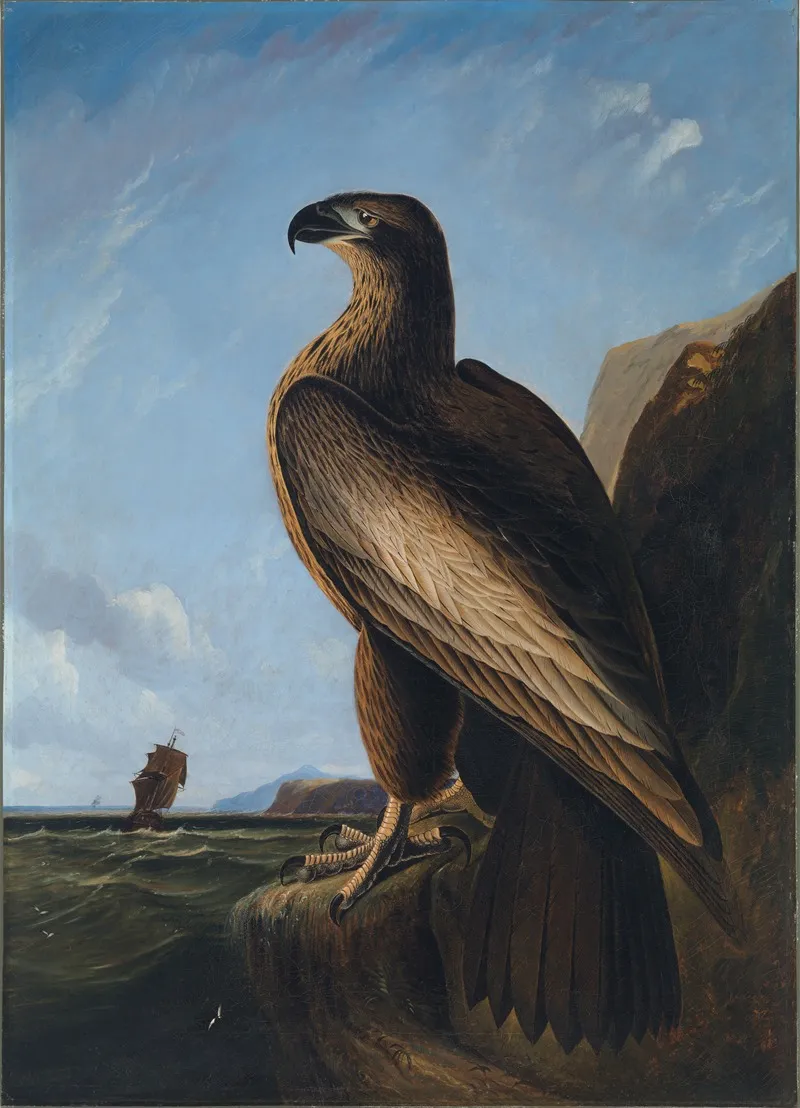 Washington Sea Eagle Wall Art by John James Audubon - High-Resolution Digital Print