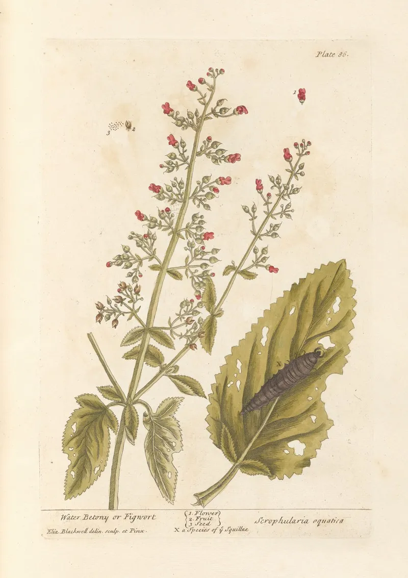 Water Betony Or Figwort Wall Art by Elizabeth Blackwell - High-Resolution Digital Print