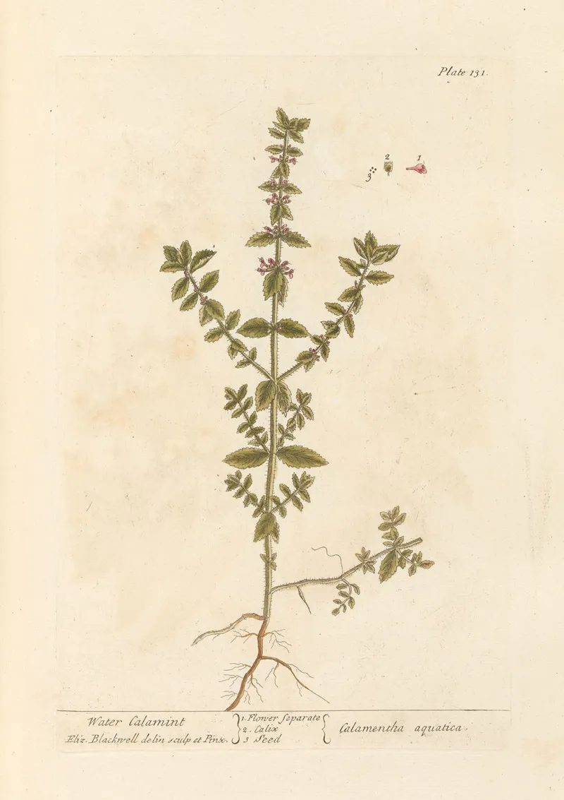 Water Calamint Wall Art by Elizabeth Blackwell - High-Resolution Digital Print