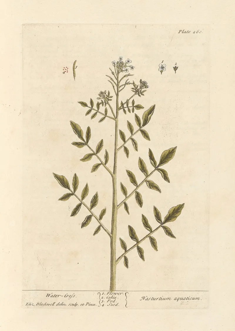 Water Cress Wall Art by Elizabeth Blackwell - High-Resolution Digital Print