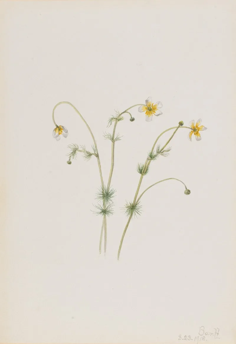 Water Crowfoot Batrachium Trichophyllum