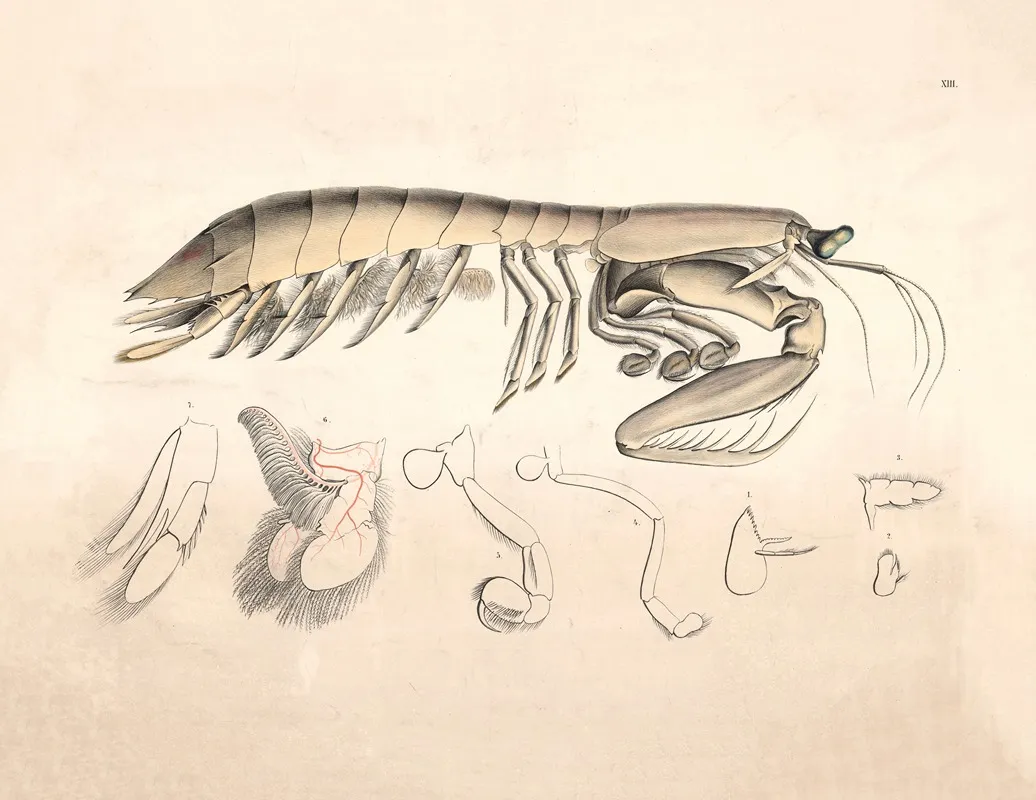 Water Insect Wall Art by Isaac Wilhelm Tegner - High-Resolution Digital Print