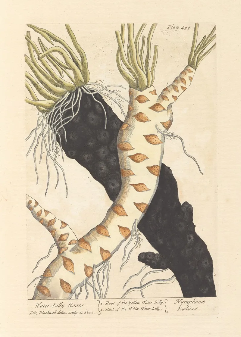 Water Lilly Roots Wall Art by Elizabeth Blackwell - High-Resolution Digital Print