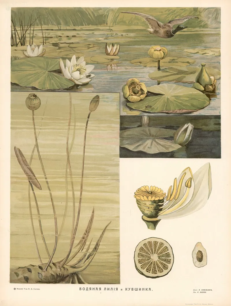 Water Lily 3 Wall Art by T-va I. D. Sytina - High-Resolution Digital Print