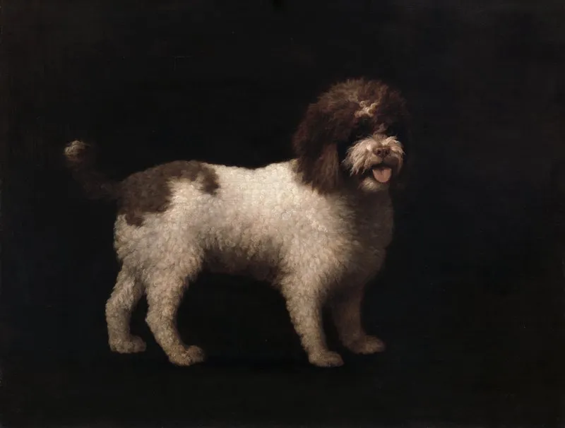 Water Spaniel Wall Art by George Stubbs - High-Resolution Digital Print