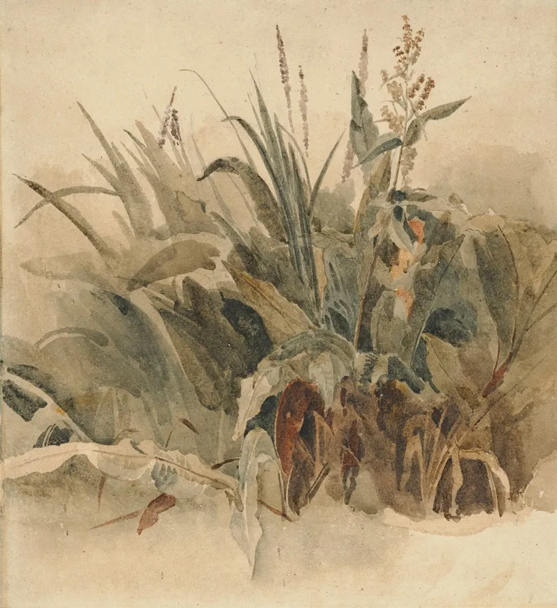 Water Weeds
