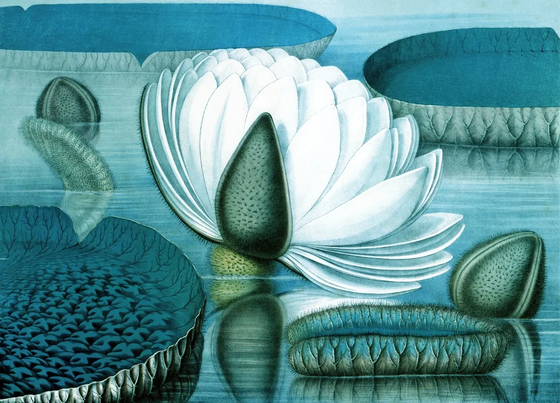 Waterlilies 3