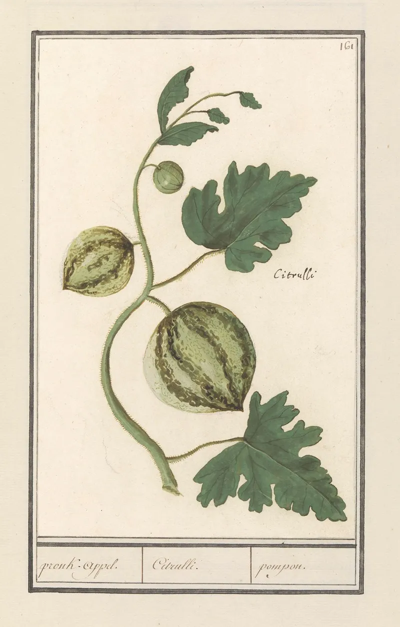 Watermeloen Citrullus Vulgaris Pronk Appel Citrulli Pompon Wall Art by Anselmus Boëtius de Boodt - High-Resolution Digital Print