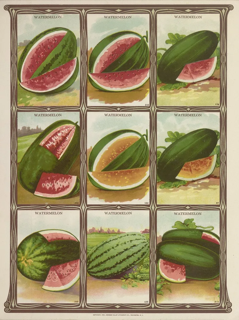 Watermelon 2 Wall Art by Genesee Valley Lithograph Co. - High-Resolution Digital Print