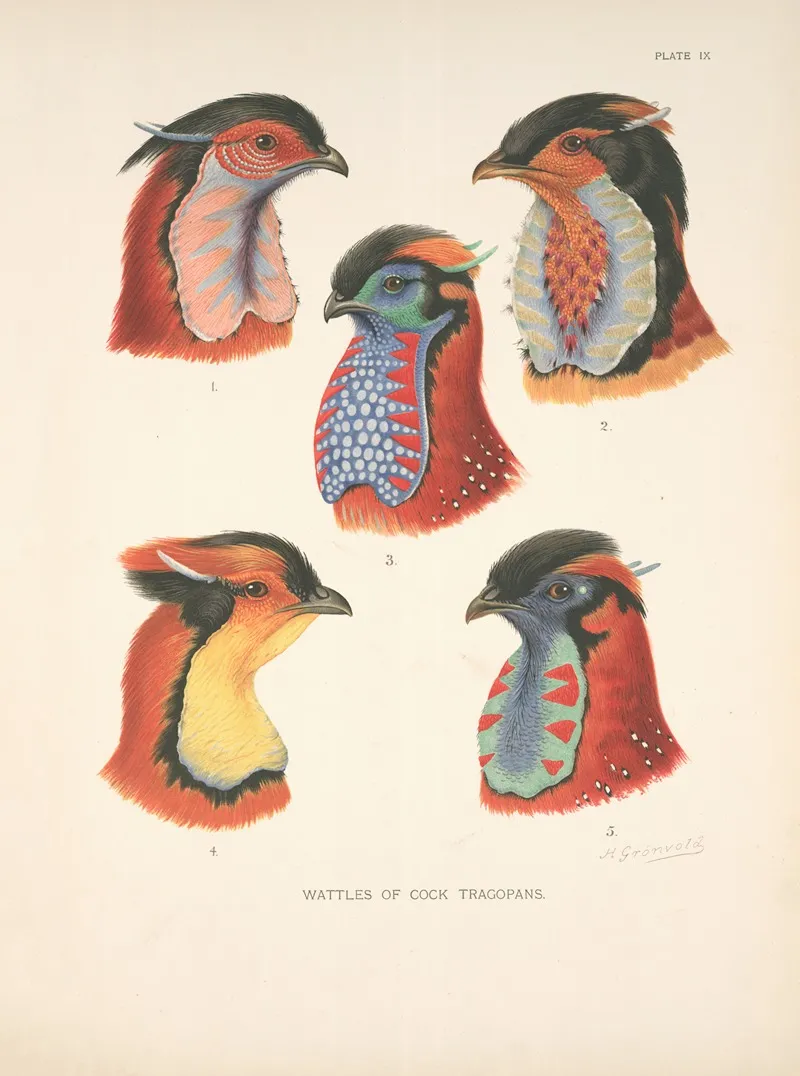 Wattles Of Cock Tragopans 2 Wall Art by Henrik Gronvold - High-Resolution Digital Print
