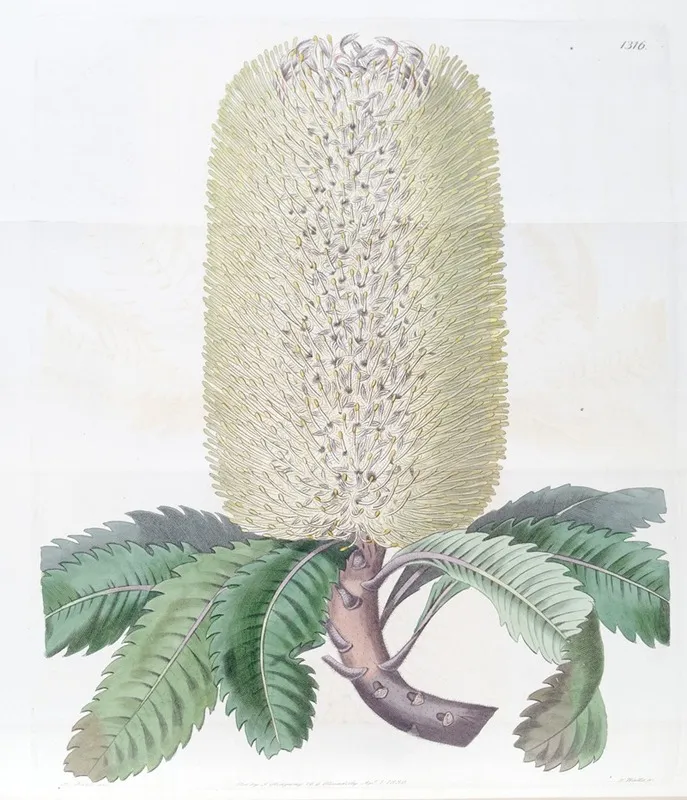 Waved Leaved Banksia Wall Art by Sydenham Edwards - High-Resolution Digital Print