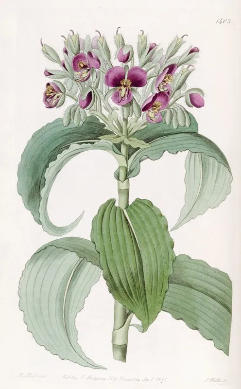 Waved Leaved Spiderwort Wall Art by Sydenham Edwards - High-Resolution Digital Print