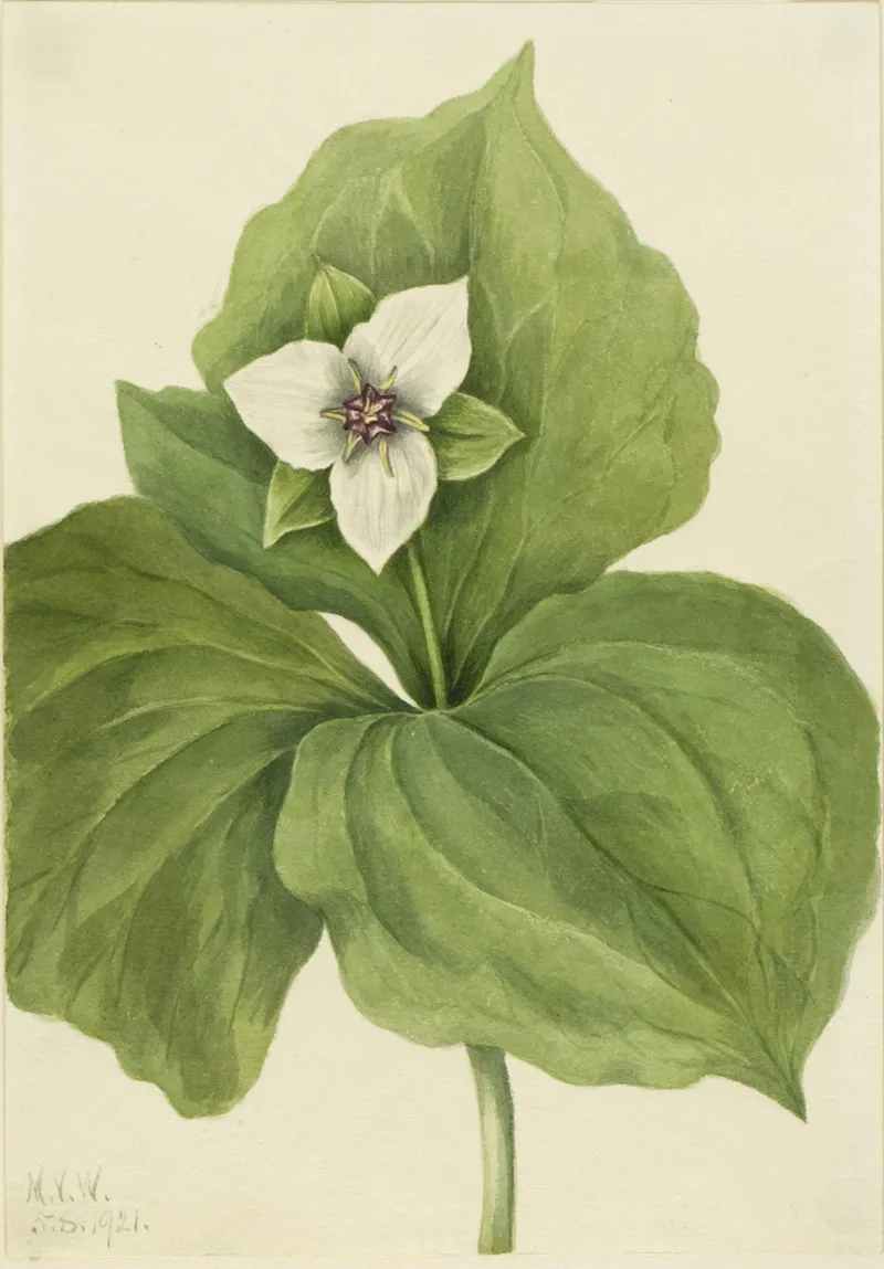 Wax Trillium Trillium Album 2
