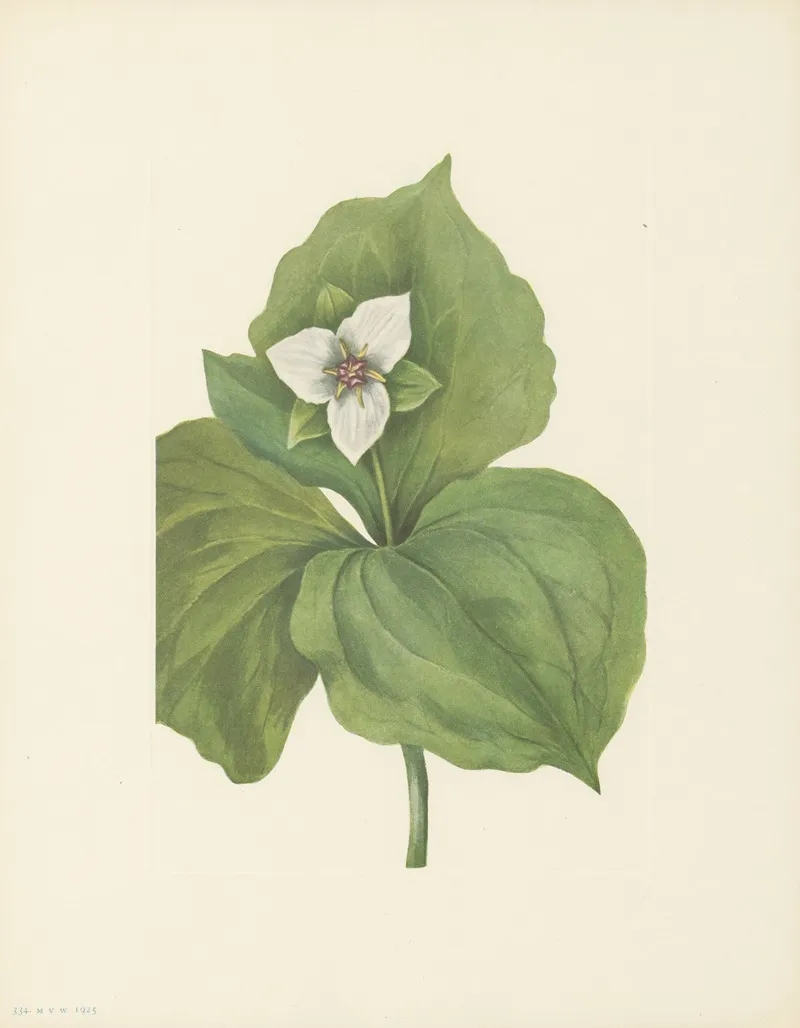 Wax Trillium Trillium Album 3