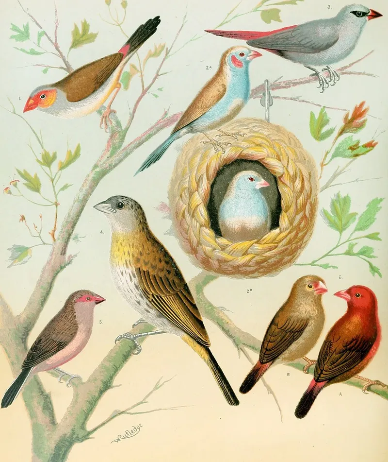 Waxbillssaffron Finchafrican Fire Flnch Wall Art by W. A . Blakston - High-Resolution Digital Print