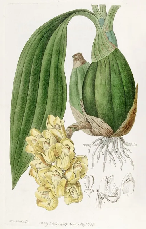 Waxen Dove Flower Wall Art by Sydenham Edwards - High-Resolution Digital Print