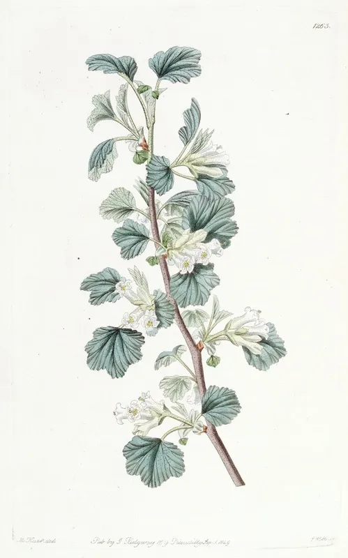 Waxy Currant Wall Art by Sydenham Edwards - High-Resolution Digital Print