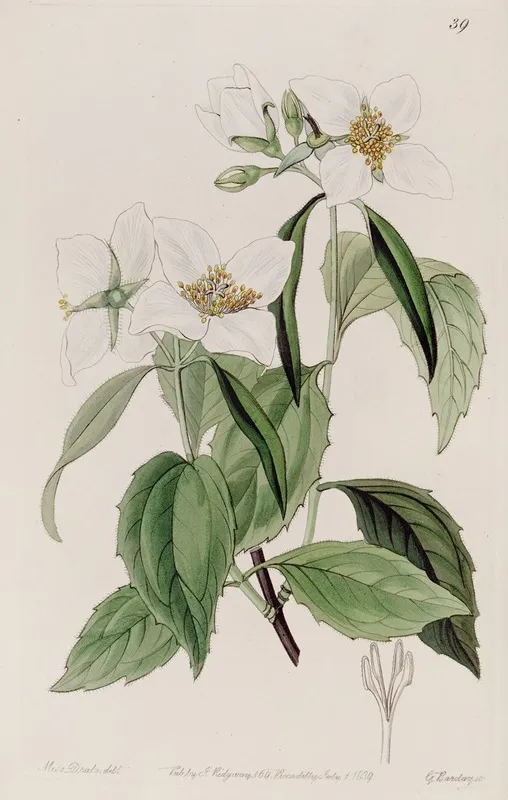 Weak Branched Syringa Wall Art by Sydenham Edwards - High-Resolution Digital Print