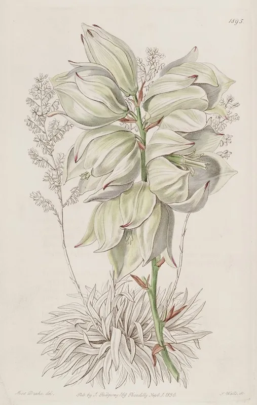 Weak Leaved Adams Needle Wall Art by Sydenham Edwards - High-Resolution Digital Print
