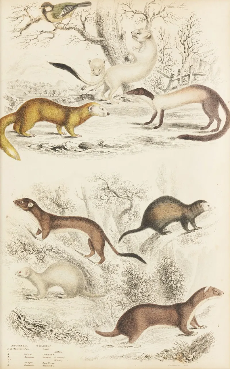 Weasels 2 Wall Art by William MacGillivray - High-Resolution Digital Print